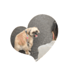 みうらふぃーの愛犬では無い（個別スタンプ：2）