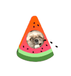 みうらふぃーの愛犬では無い（個別スタンプ：5）