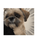 みうらふぃーの愛犬では無い（個別スタンプ：6）