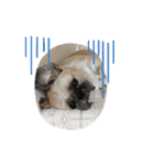 みうらふぃーの愛犬では無い（個別スタンプ：8）