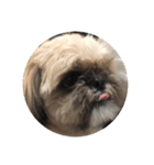 みうらふぃーの愛犬では無い（個別スタンプ：9）