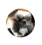 みうらふぃーの愛犬では無い（個別スタンプ：11）