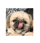 みうらふぃーの愛犬では無い（個別スタンプ：12）