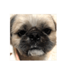 みうらふぃーの愛犬では無い（個別スタンプ：13）