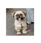 みうらふぃーの愛犬では無い（個別スタンプ：14）