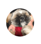 みうらふぃーの愛犬では無い（個別スタンプ：15）