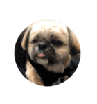 みうらふぃーの愛犬では無い（個別スタンプ：17）