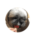 みうらふぃーの愛犬では無い（個別スタンプ：18）