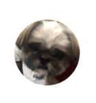 みうらふぃーの愛犬では無い（個別スタンプ：19）