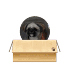 みうらふぃーの愛犬では無い（個別スタンプ：20）