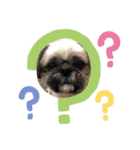 みうらふぃーの愛犬では無い（個別スタンプ：21）