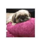 みうらふぃーの愛犬では無い（個別スタンプ：23）