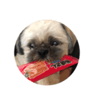 みうらふぃーの愛犬では無い（個別スタンプ：24）