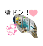 セキセイインコのミィちゃん❣️☆♡（個別スタンプ：1）