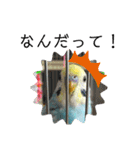 セキセイインコのミィちゃん❣️☆♡（個別スタンプ：3）