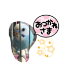 セキセイインコのミィちゃん❣️☆♡（個別スタンプ：5）