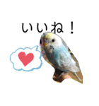 セキセイインコのミィちゃん❣️☆♡（個別スタンプ：6）
