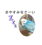 セキセイインコのミィちゃん❣️☆♡（個別スタンプ：8）