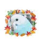 セキセイインコのミィちゃん❣️☆♡（個別スタンプ：9）