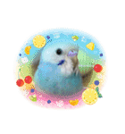 セキセイインコのミィちゃん❣️☆♡（個別スタンプ：10）