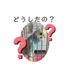 セキセイインコのミィちゃん❣️☆♡（個別スタンプ：11）