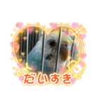 セキセイインコのミィちゃん❣️☆♡（個別スタンプ：13）