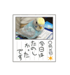 セキセイインコのミィちゃん❣️☆♡（個別スタンプ：14）
