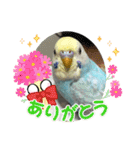 セキセイインコのミィちゃん❣️☆♡（個別スタンプ：15）