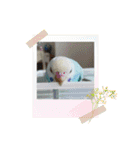 セキセイインコのミィちゃん❣️☆♡（個別スタンプ：18）