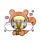 セキセイインコのミィちゃん❣️☆♡（個別スタンプ：19）