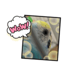 セキセイインコのミィちゃん❣️☆♡（個別スタンプ：21）