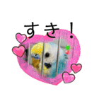 セキセイインコのミィちゃん❣️☆♡（個別スタンプ：22）