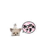 いぬちゃんとねこちゃん④（個別スタンプ：8）