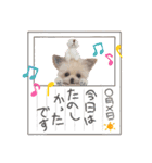 いぬちゃんとねこちゃん④（個別スタンプ：9）