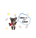 いぬちゃんとねこちゃん④（個別スタンプ：11）