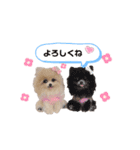 いぬちゃんとねこちゃん④（個別スタンプ：17）