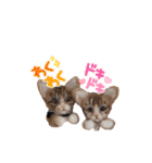 いぬちゃんとねこちゃん④（個別スタンプ：22）