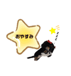 いぬちゃんとねこちゃん④（個別スタンプ：24）