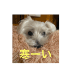ウエスティのcocoちゃん（個別スタンプ：11）
