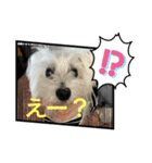 ウエスティのcocoちゃん（個別スタンプ：12）