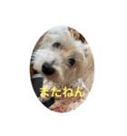 ウエスティのcocoちゃん（個別スタンプ：13）