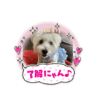 ウエスティのcocoちゃん（個別スタンプ：14）