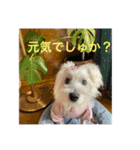 ウエスティのcocoちゃん（個別スタンプ：15）