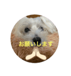 ウエスティのcocoちゃん（個別スタンプ：16）