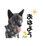 甲斐犬のソラです！（個別スタンプ：1）