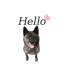 甲斐犬のソラです！（個別スタンプ：2）