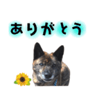 甲斐犬のソラです！（個別スタンプ：3）
