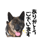 甲斐犬のソラです！（個別スタンプ：4）