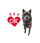 甲斐犬のソラです！（個別スタンプ：5）