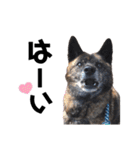 甲斐犬のソラです！（個別スタンプ：6）